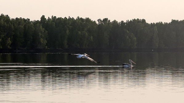 Pink-backed pelican